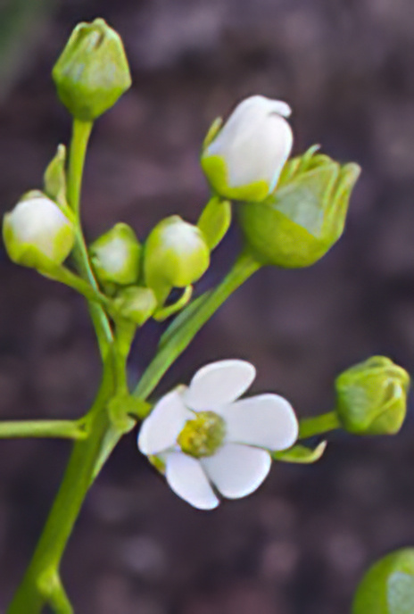 Brookweed