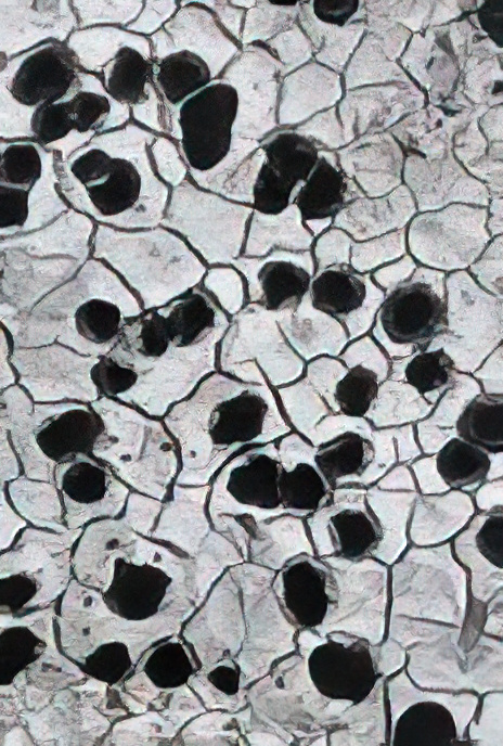 Rhizocarpon petraeum