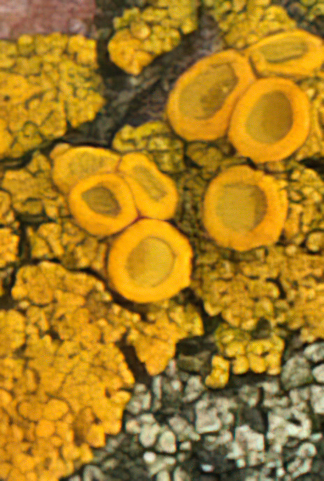 Candelariella vitellina