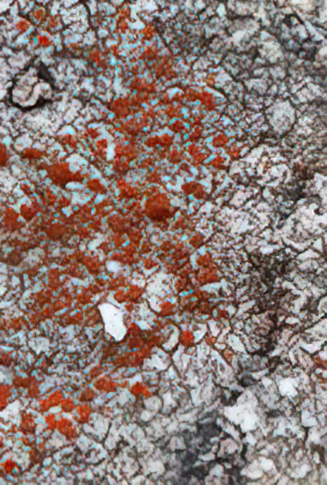 Caloplaca crenularia