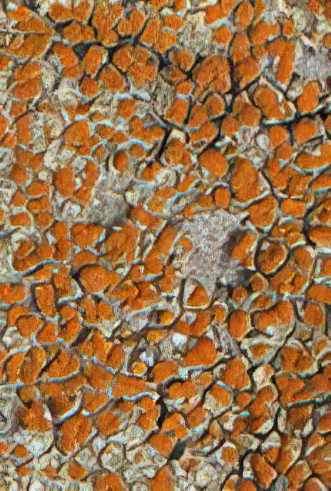 Caloplaca crenulatella