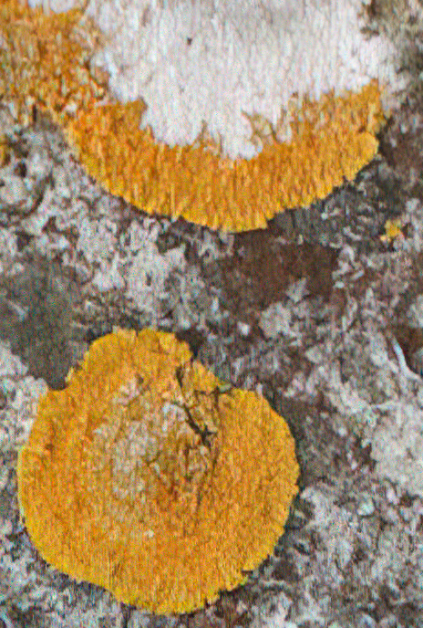 Caloplaca flavescens