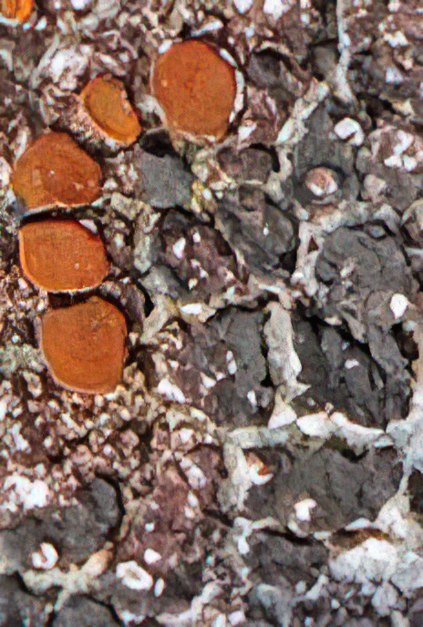 Caloplaca polycarpa
