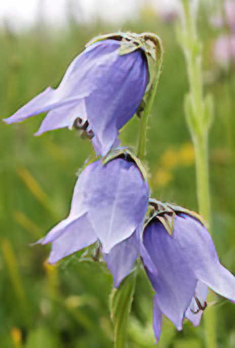 Bearded Bellflower