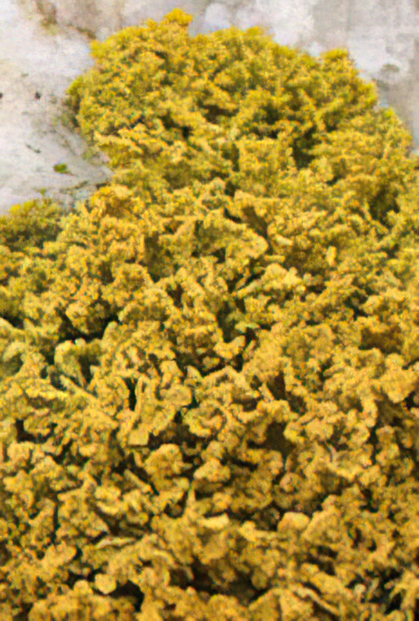 Candelaria concolor