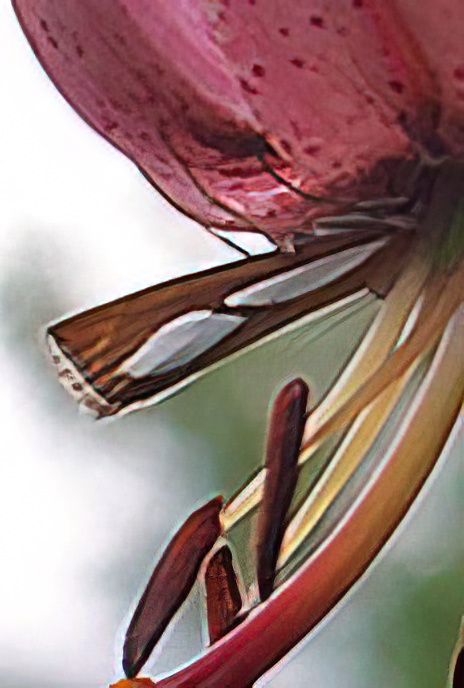 Grass Moth