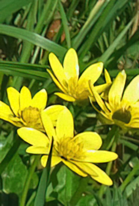 Lesser Celandine