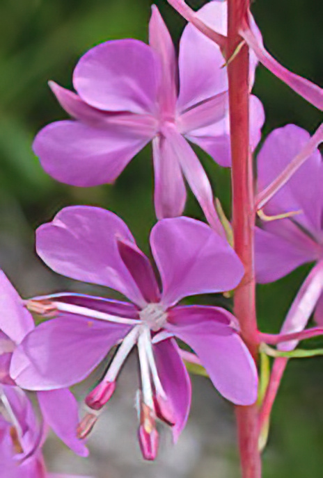 Rosebay Willowherb or Fireweed