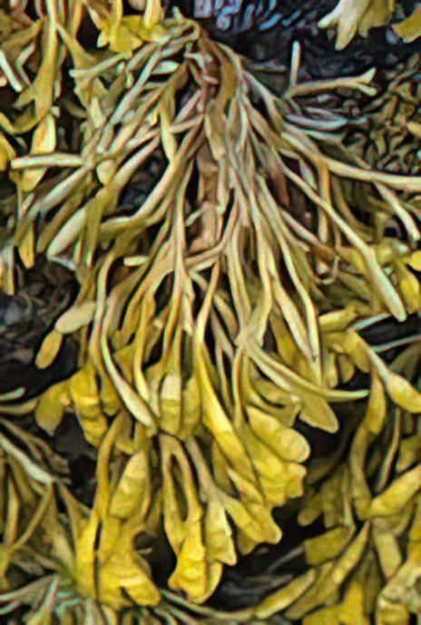 Channelled Wrack