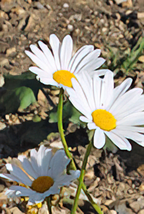 Oxeye Daisy