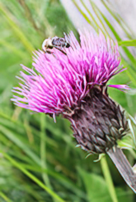 Tuberous Thistle