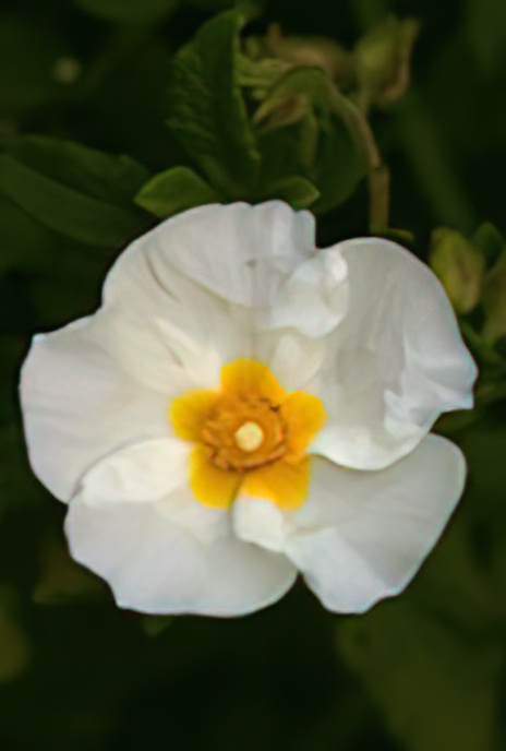 Sage-leaved Rock Rose or Gallipoli Rose