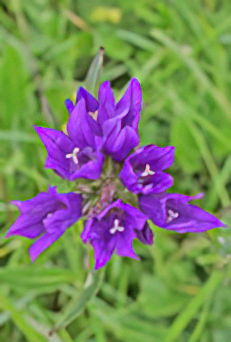 Clustered Bellflower