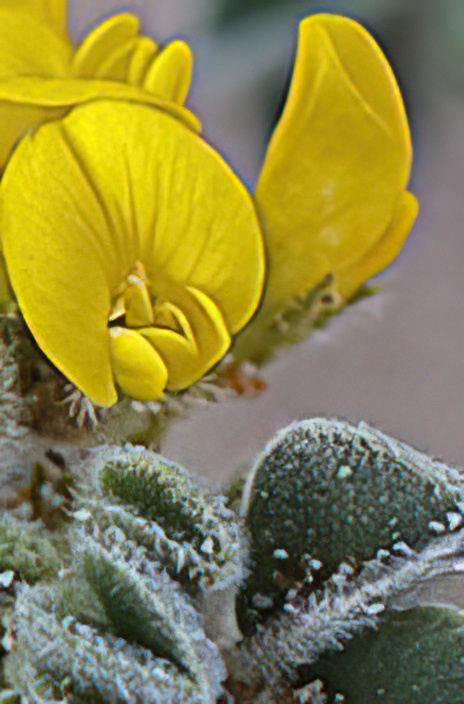 Coastal or Sea Medick