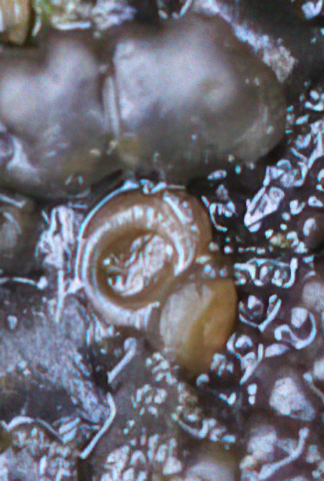 Jelly Lichen