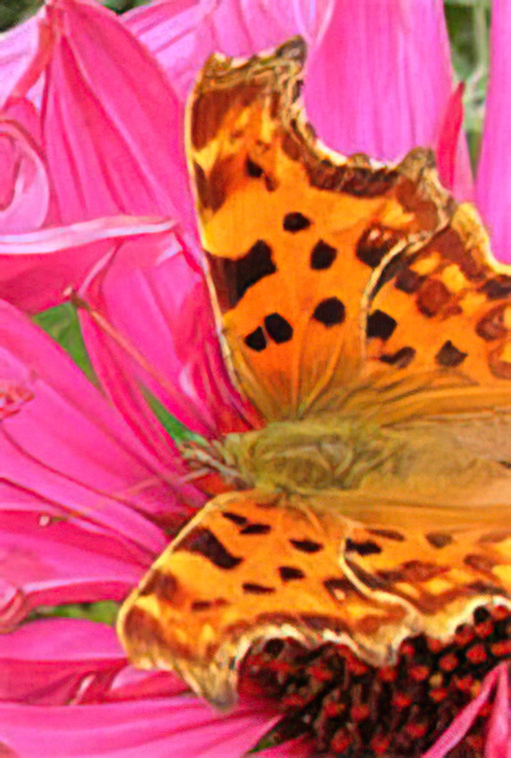 Comma
