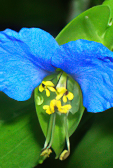 Asiatic Dayflower