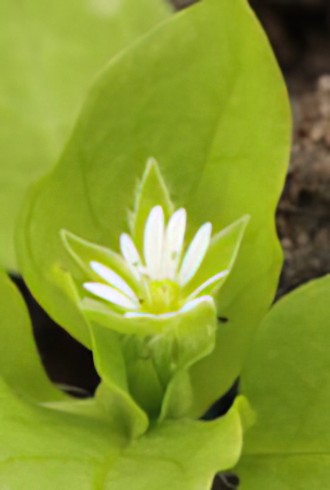 Common Chickweed