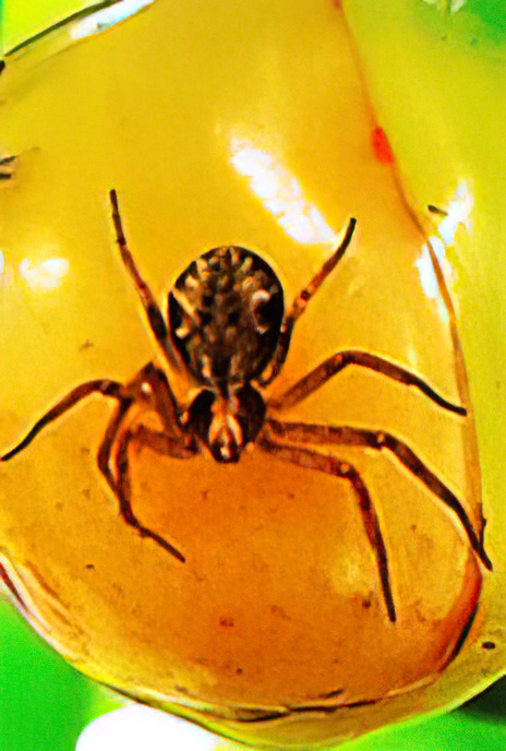 Common Crab Spider