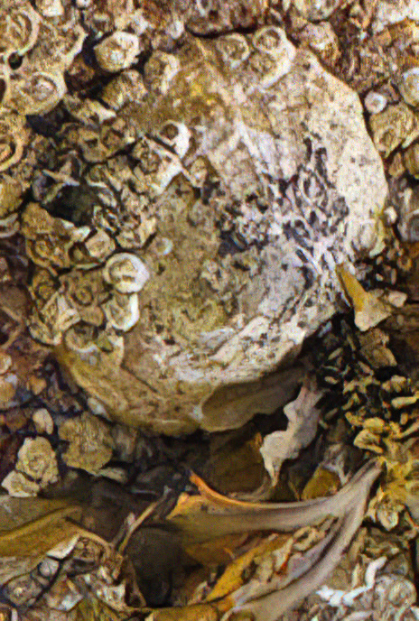 Common Limpet