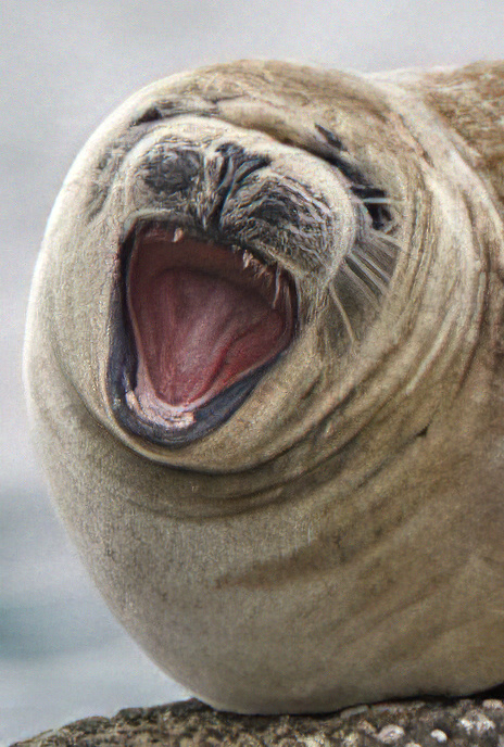 Common Seal