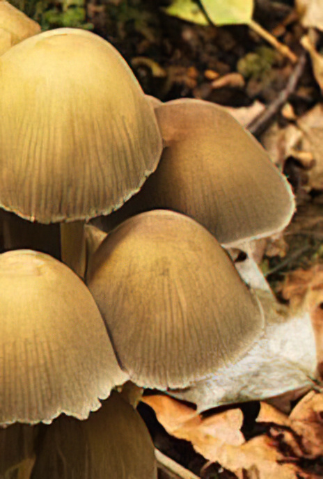 Glistening Ink Cap