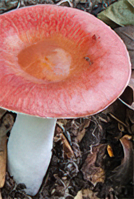 Coral Brittlegill