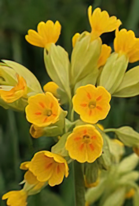 Cowslip