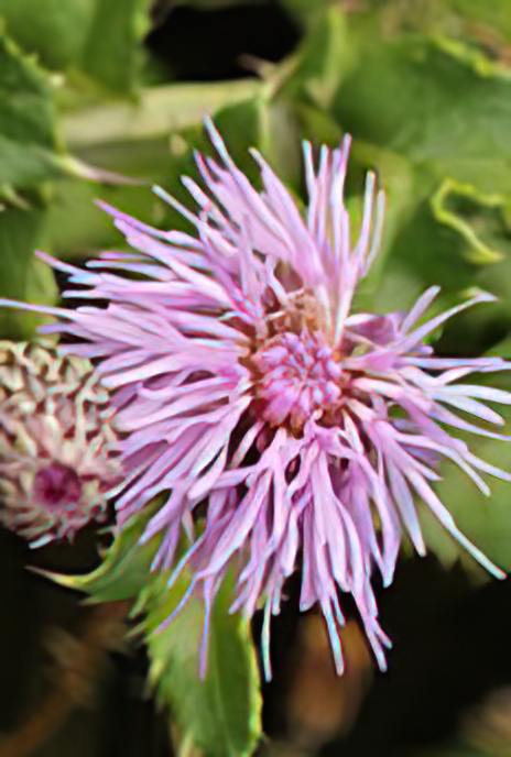 Creeping Thistle