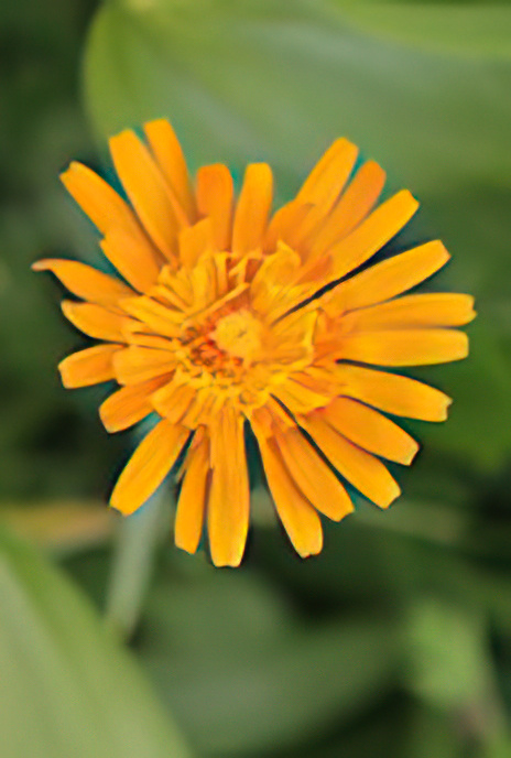 Golden Hawksbeard