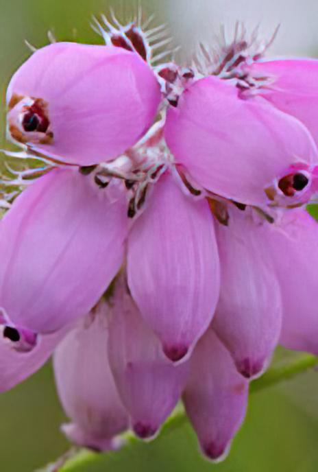 Cross-leaved Heath