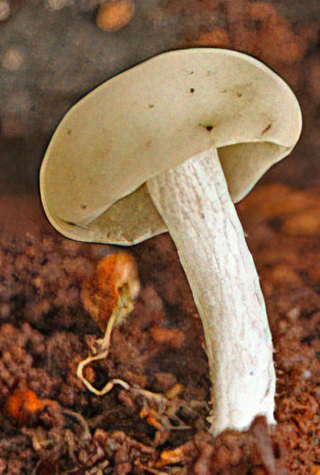 Oak Pin