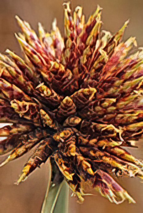 Nutsedge in Rounded Bouquet