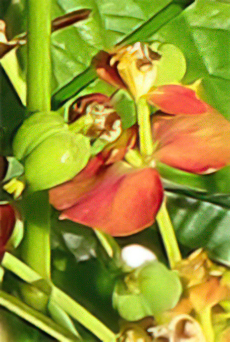 Cypress Spurge