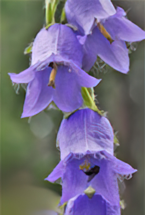 Bearded Bellflower