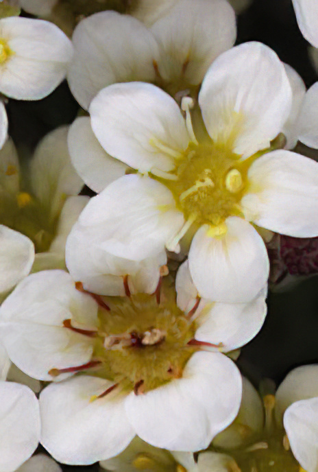Tufted Saxifrage