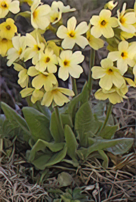 Oxlip