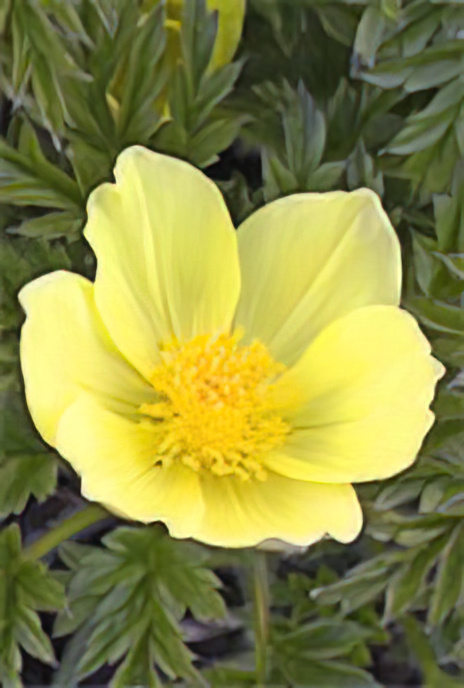 Alpine Anemone
