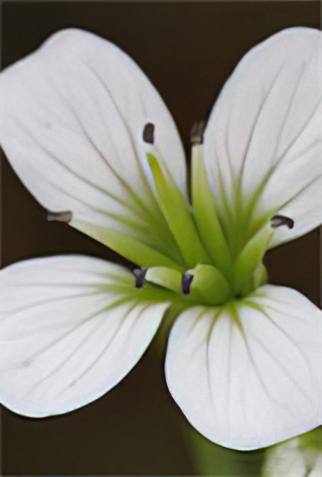 Large Bitter Cress