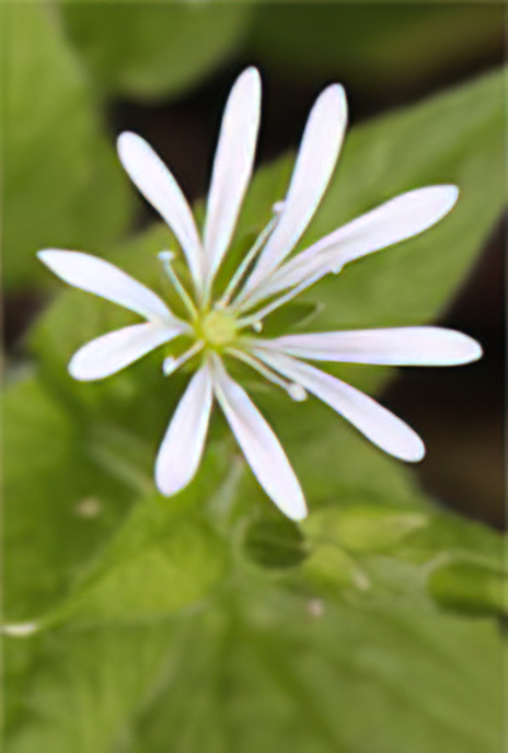 Wood Stitchwort