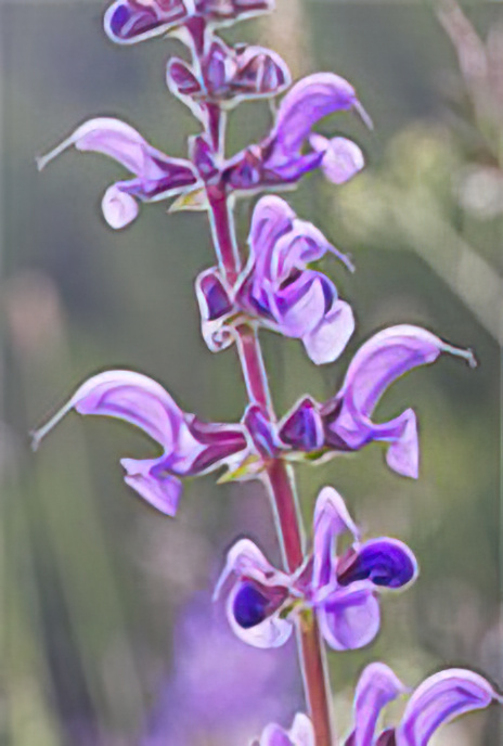 Meadow Clary