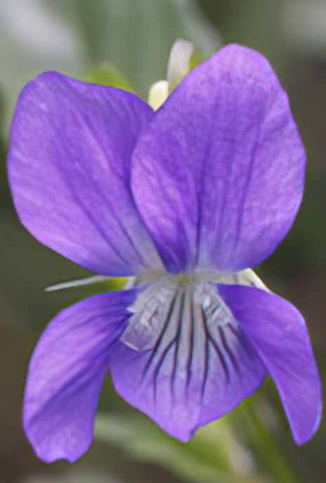 Sweet Violet