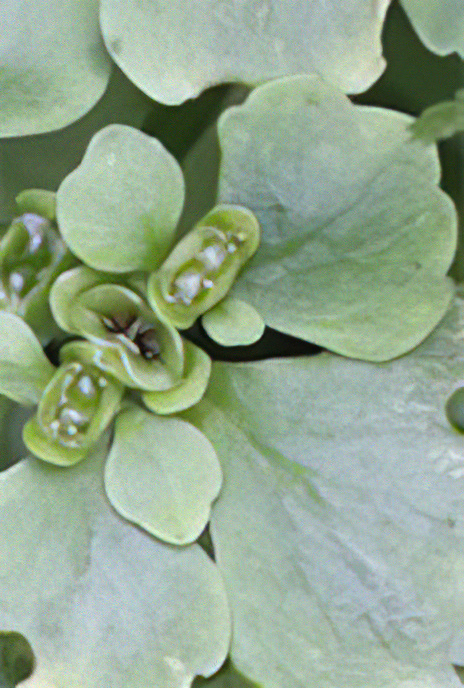 Opposite-leaved Golden Saxifrage