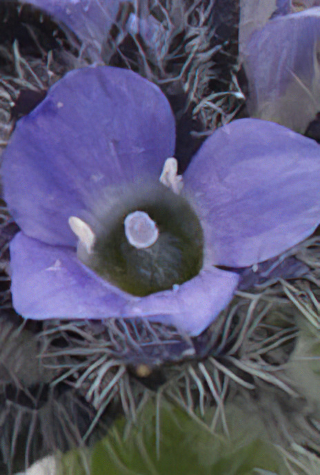 Alpine Speedwell