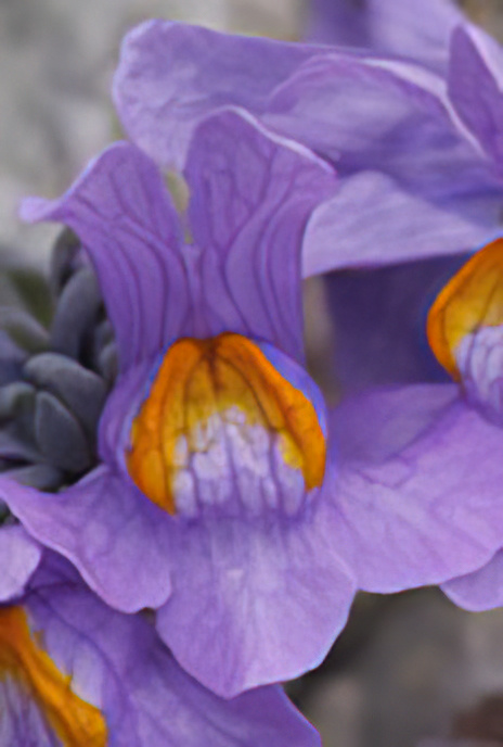 Alpine Toadflax