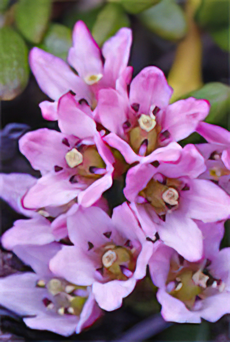 Creeping Azalea