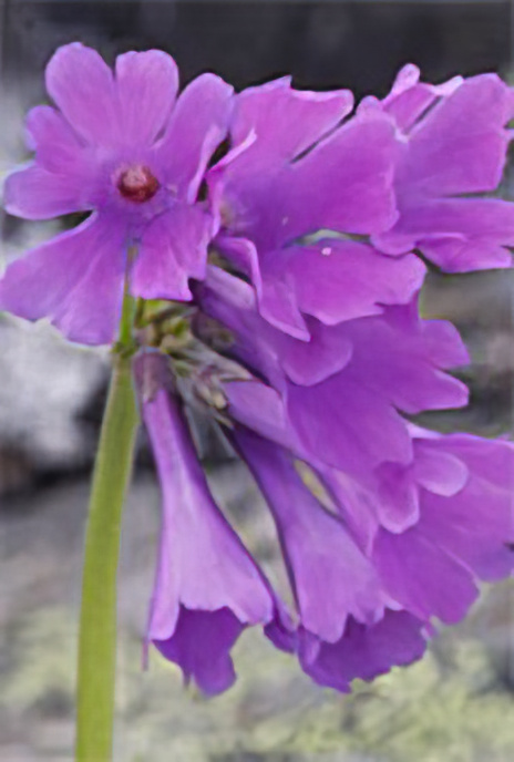 Sticky Cowslip