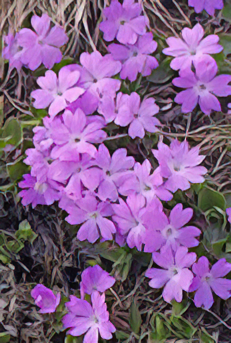 Entire-leaved Primrose
