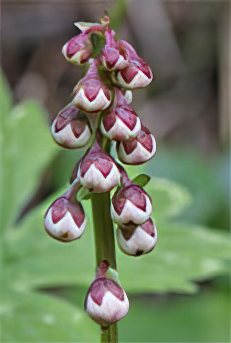Small Wintergreen