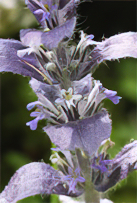 Pyramidal Bugle